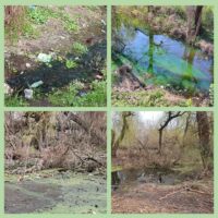 mycollages-12