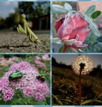 moia-kraina-ukraina-1