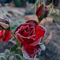 ГУРТОК «ФОТОНАТУРАЛІСТИ»